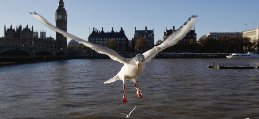 Londra'da 'katil martı' paniği: Güvercinleri yiyorlar
