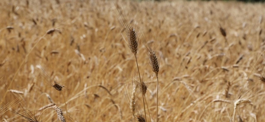 Tarladan 8 ton buğdayı çalan hırsızlar yakalandı