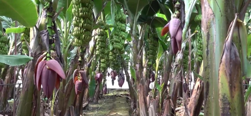 Türkiye'de tropikal meyve üretimi