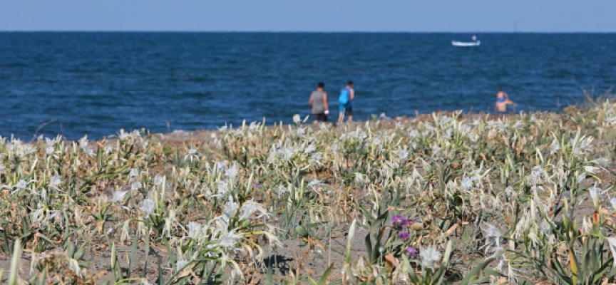 Koruma altındaki kum zambakları Samsun sahilinde çoğaldı