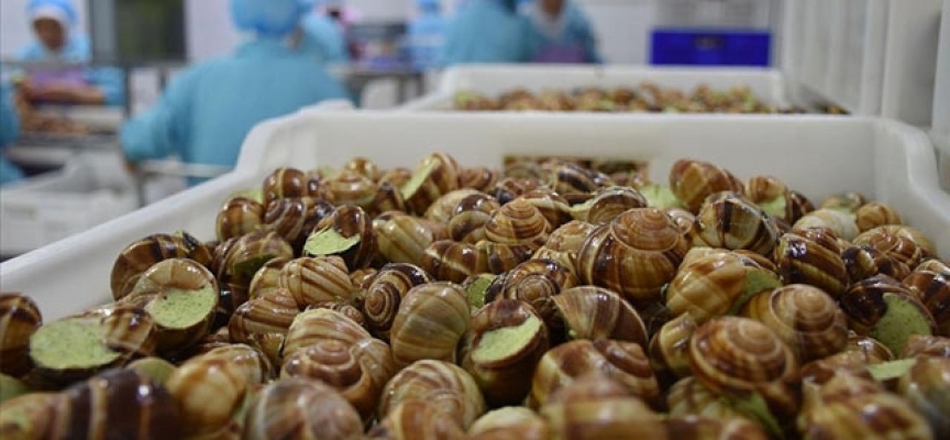 Ege'den 12 milyon dolarlık balık dışı su ürünleri ihracatı