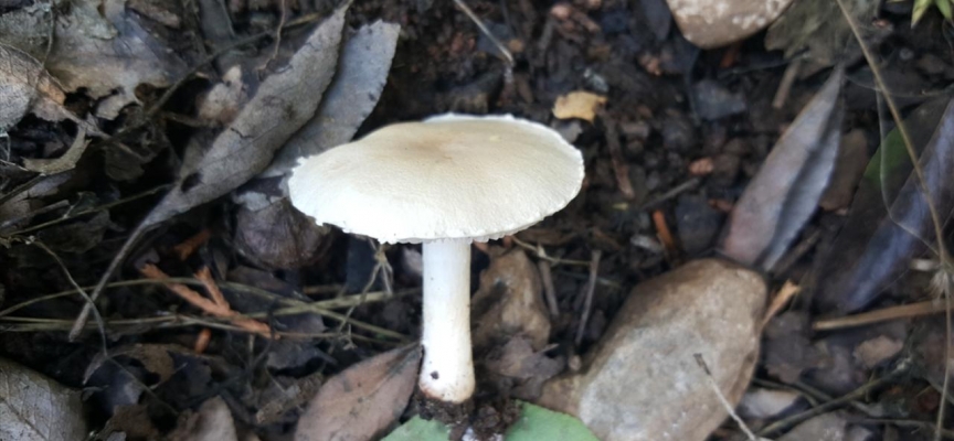 Denizli'de yeni bir mantar türü keşfedildi