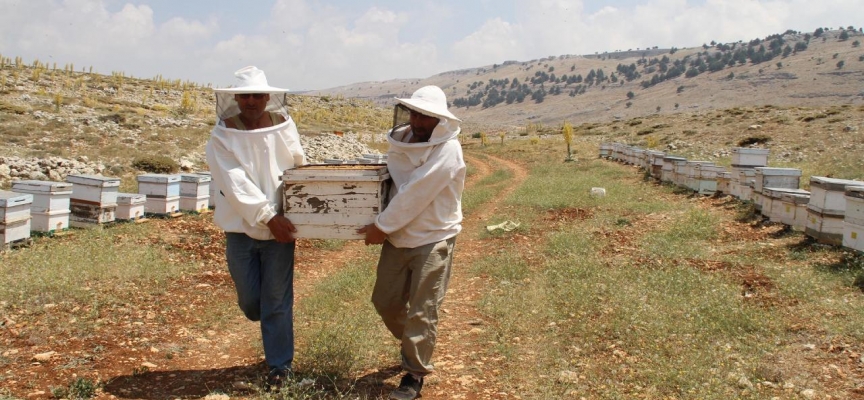 2 bin 300 rakımda bal hasadı başladı