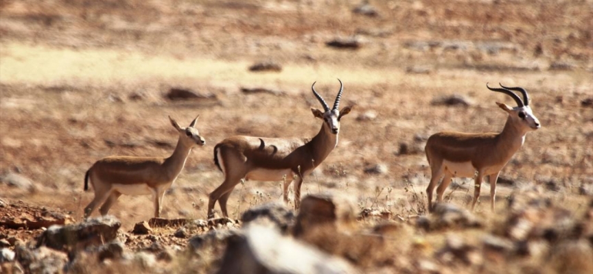 Türkiye'deki yaban hayvanı tür sayısı 785'e yükseldi