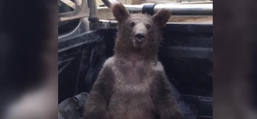 Balı fazla kaçıran ayı baygınlık geçirdi