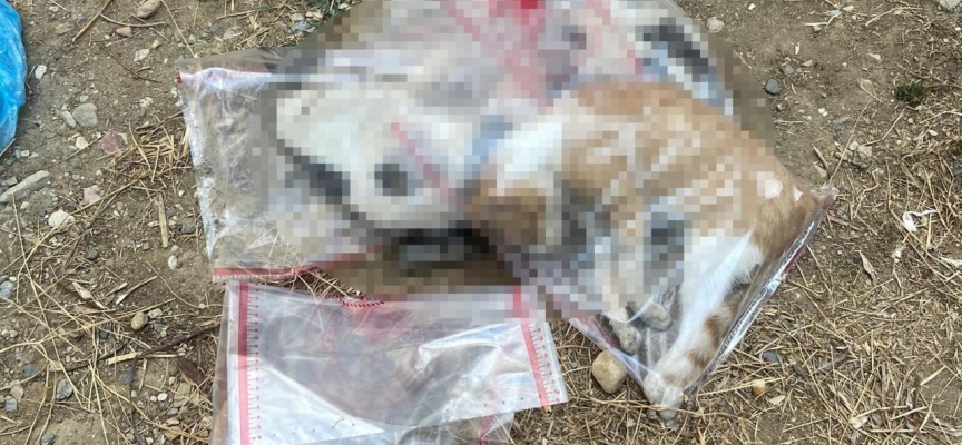 Manisa'da 15 kedi ile 1 köpek ölü bulundu