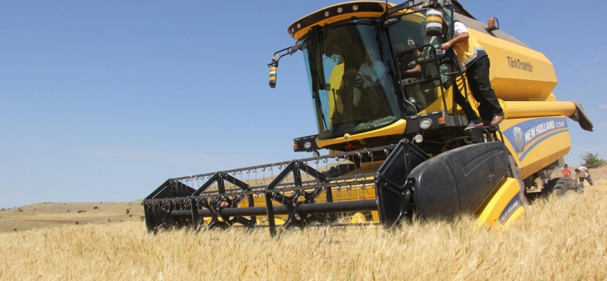 Sivas'ta "Habeş buğdayının" hasadı yapılıyor