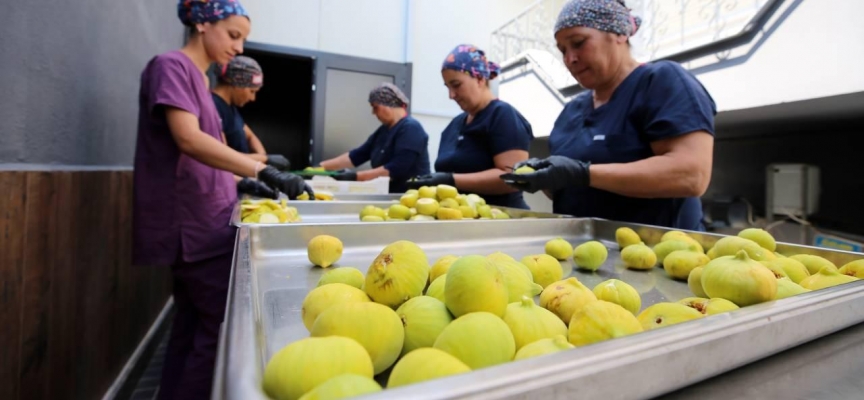 Aydın'da 'incir cipsi' mesaisi başladı