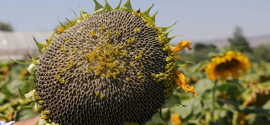 Kayseri'de çerezlik ayçiçeği ekimi yaygınlaşıyor