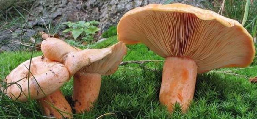 Tokat'ta bir kişi 3 kilogram ağırlığında mantar buldu