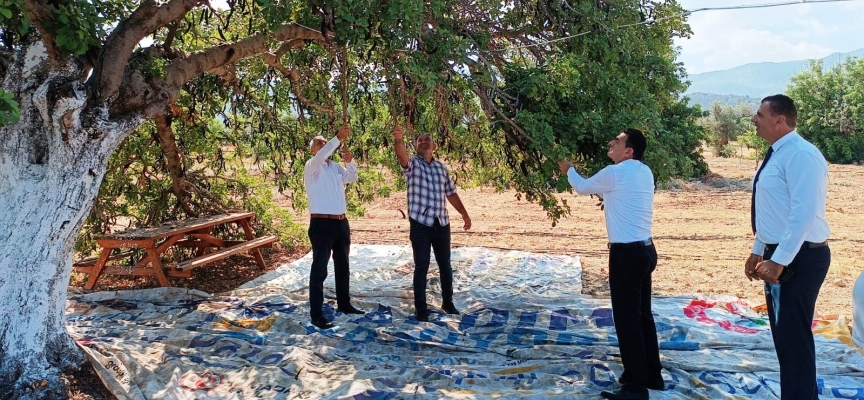 Bakan Oğuz, Tatlısu bölgesindeki harnup hasadını inceledi