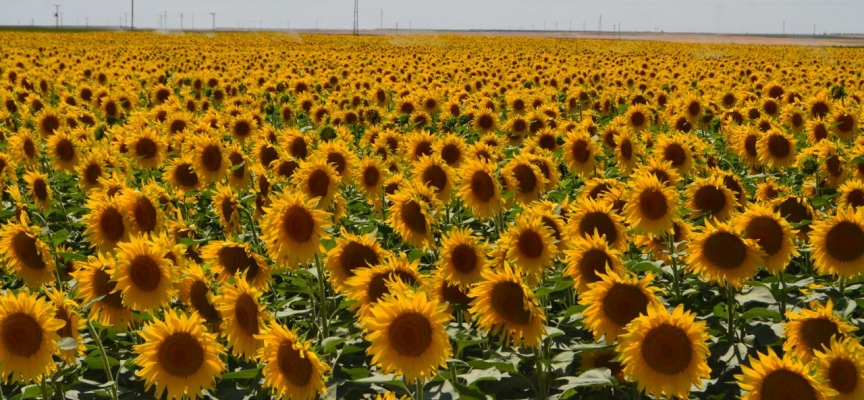 Aksaray'da çerezlik ayçiçeği üretiminde hedef birincilik