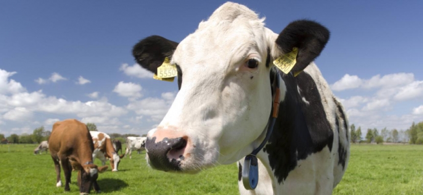 Fransa'da bir çiftçi, ineklerinin sağlığını etkilediği gerekçesiyle 4G antenini söktü