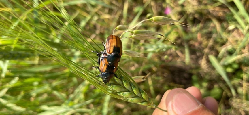 Ardahan’da bambul böcekleri ürünlere zarar verdi