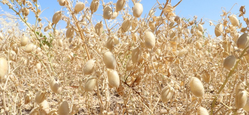 Yozgat'ta nohutta rekolte beklentisi 75 bin ton