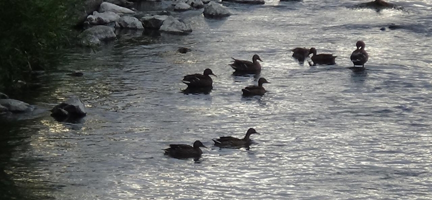 Yaban ördekleri yavrularını Kars’ta büyüttü