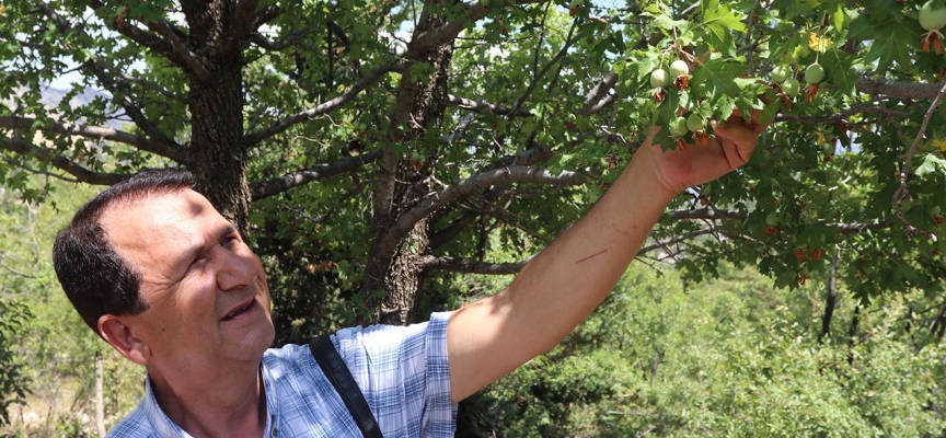 Karamanlı profesör, binin üzerinde yabani geyicek fidanının bakımını yaptırdı