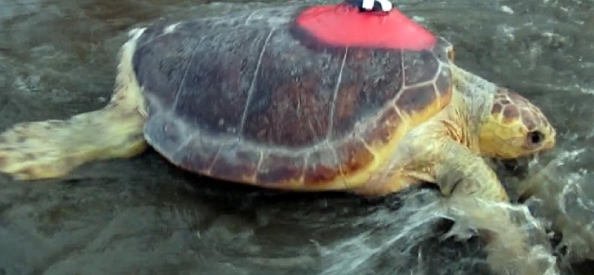 Uydudan izlenen caretta caretta Kıbrıs'a ulaştı