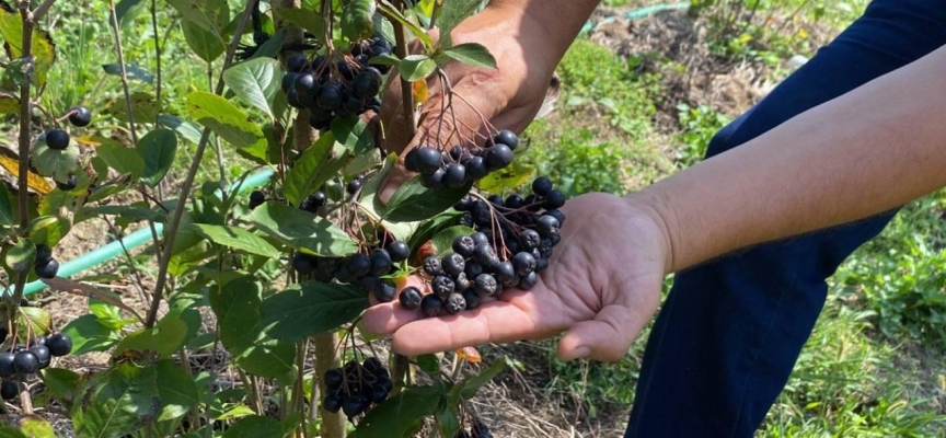 Şehir yaşamından sıkıldı, köyde aronya yetiştirmeye başladı