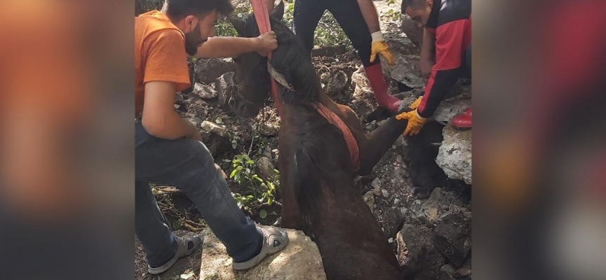 Bolu'da su kuyusuna düşen at kurtarıldı