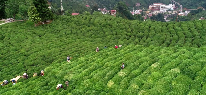 ÇAYKUR'un üçüncü sürgün yaş çay alımları devam ediyor