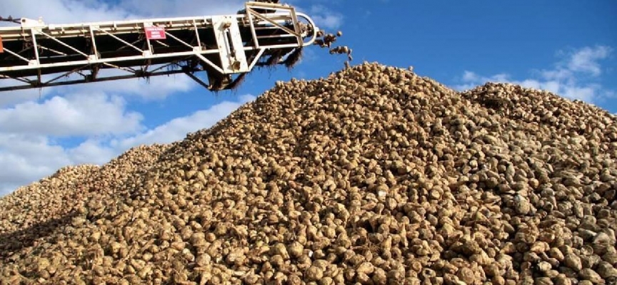 Şeker pancarı alım fiyatı belli oldu