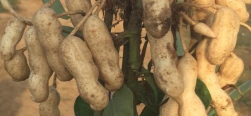 Meriç yer fıstığı coğrafi işaret aldı