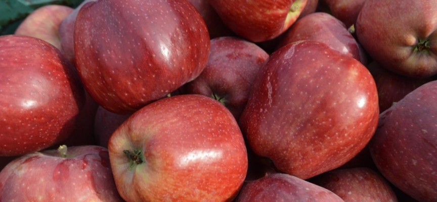 Isparta'nın elma bahçelerinde hasat hareketliliği