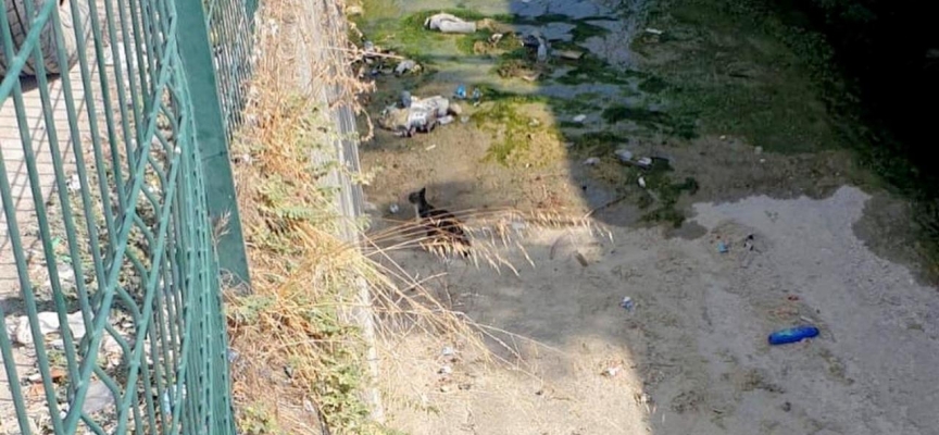 Derede mahsur kalan yavru kediyi itfaiye kurtardı