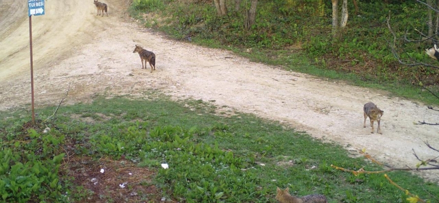 Sakarya'da ayı ile çakal sürüsü fotokapanla görüntülendi