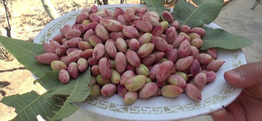 Siirt fıstığına yurt dışından yoğun talep fiyatları arttırdı