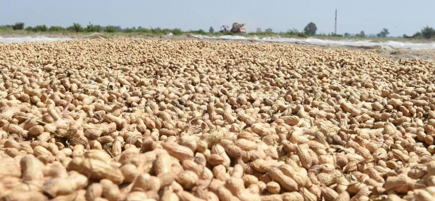 Şırnak'ta yer fıstığı hasadı yapıldı