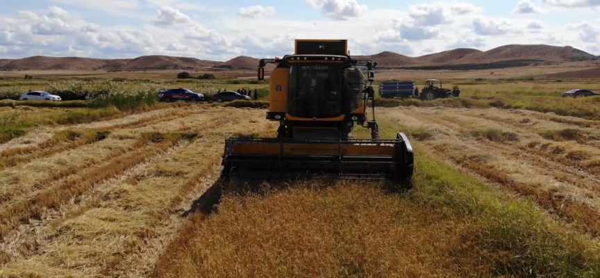Kırıkkale'de çeltik hasadı başladı