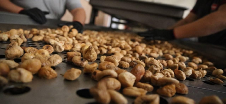 Kuru incir ihracatı 258 milyon dolar kazandırdı