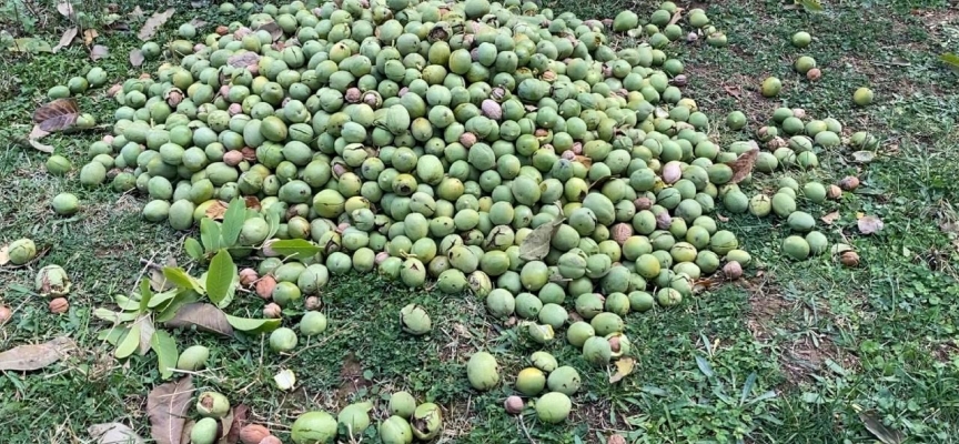 Tatvan'da ceviz hasadı başladı