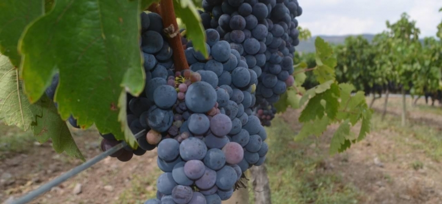 "Merzifon karası" ile bağcılığı geliştirmek için çalışıyorlar