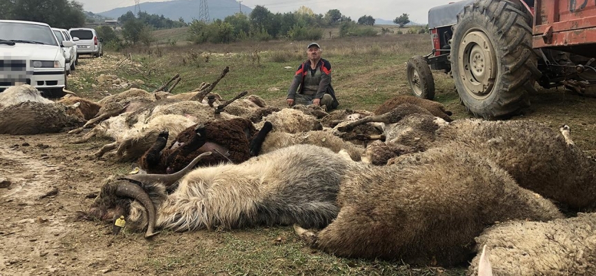 Sahipsiz köpeklerin saldırdığı 41 küçükbaş hayvan telef oldu