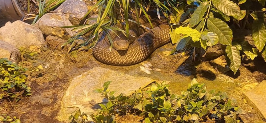 İsveç'te teraryumdan kaçan kobra 6 gündür yakalanamadı
