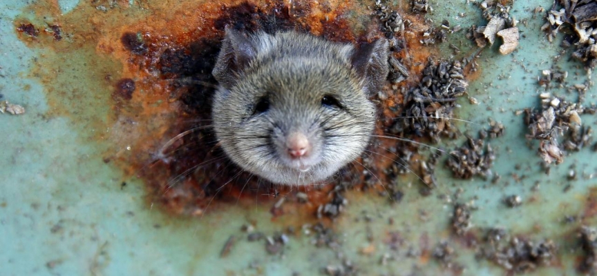 Hindistan polisi: Ele geçirilen 200 kilo esrarı fareler yedi