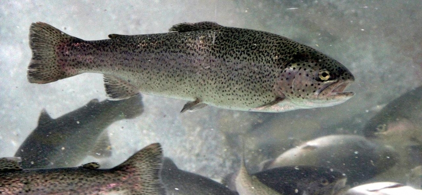 Alabalık ve midye yetiştiriciliği destekleri artırıldı