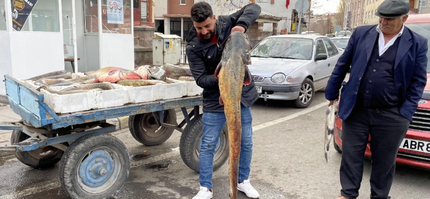 Ardahan'da 1 metreden uzun 5 yayın yakalandı