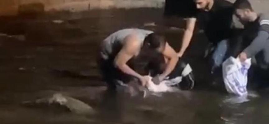 Dev yayın balıklarını elleriyle yakaladılar