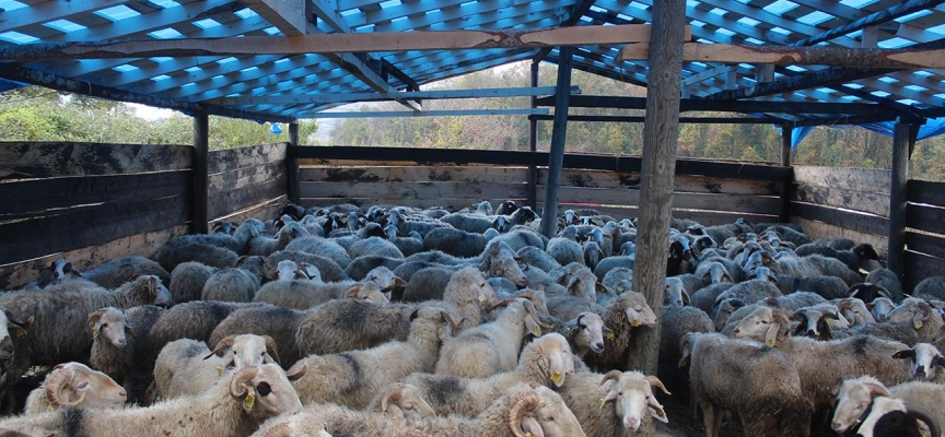 50 koyunu araca yükleyip çaldılar