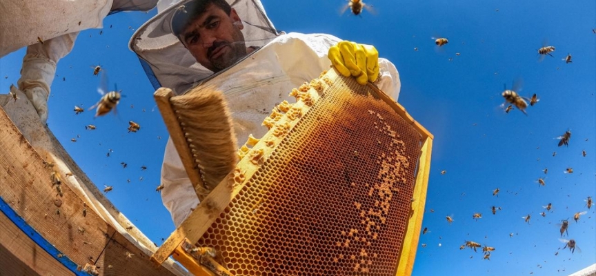 Türkiye'nin arıcılık haritası dijital ortama taşındı