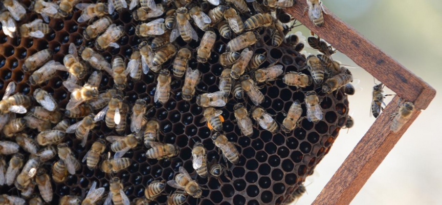 Arılar yalancı bahara aldandı: Bal üretiminde düşüş bekleniyor