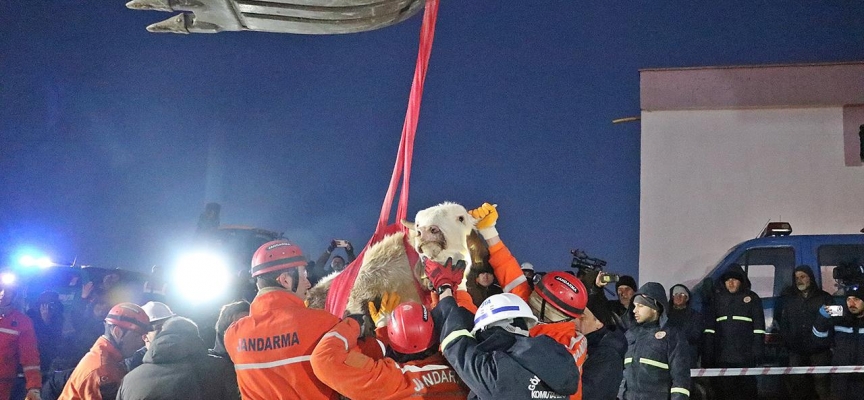 Adıyaman'da enkaz altındaki yaralı inek kurtarıldı