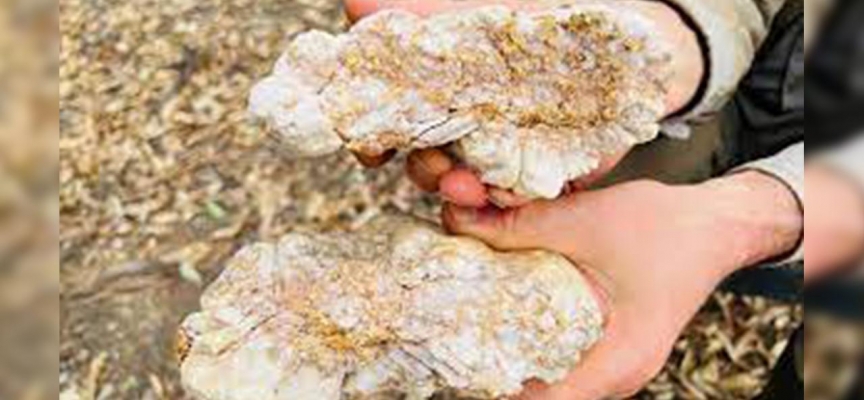 Amatör altın arayıcısı büyük bir külçe altın buldu