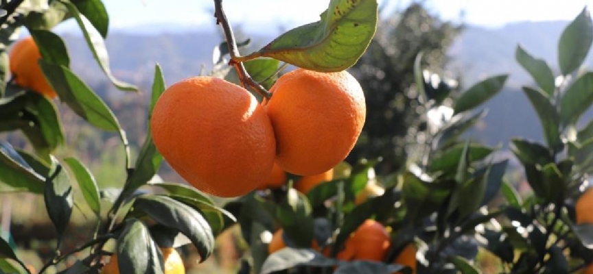 9 çeşit Rize Mandalinası tescillendi