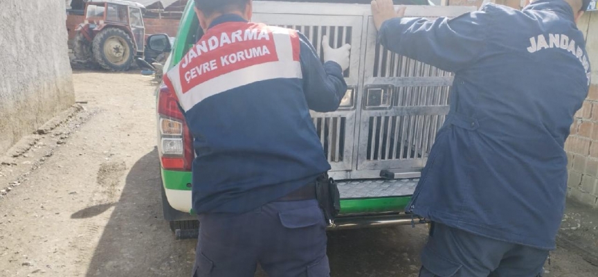 Tokat'ta jandarmanın bulduğu yaralı köpek tedaviye alındı