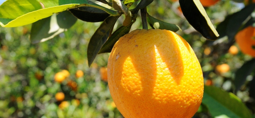 Başbakan Üstel, Cypfruvex’i ziyaret etti, çalışmalarla ilgili bilgi aldı …Cypfruvex Yönetim Kurulu narenciye ürün alım bedellerinin taban fiyatlarını açıkladı